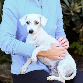 Rescue Bichon Frise Dogs for Adoption in Chester Springs, Pennsylvania - Sky | PetCurious