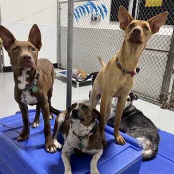 Violet -  Mixed Breed Dog for Adoption in Portland, Oregon - Violet | PetCurious