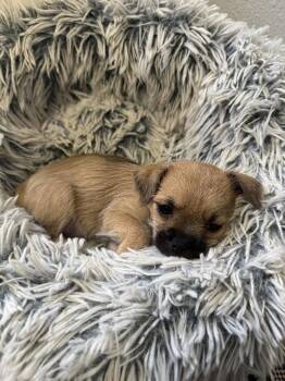 Shih Tzu and Chihuahua Dogs Available for Adoption in Valrico, Florida - Jellybean | PetCurious