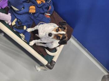 Jack Russell Terrier Dogs Available for Adoption in Kalamazoo, Michigan - Skeeter | PetCurious