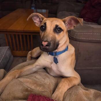 Zoomie -  Mixed Breed Dog for Adoption in Patchogue, New York - Zoomie | PetCurious