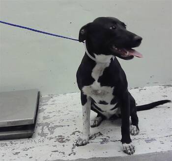 Staffordshire Bull Terrier and Mixed Breed Dogs Available for Adoption - CAPELLA | PetCurious