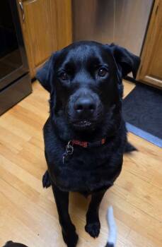 Golden Retriever and Rottweiler Dogs Available for Adoption - Bear | PetCurious