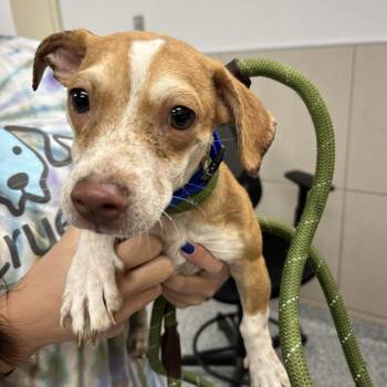 Chopper -  Chihuahua Dog for Adoption in Chicago, Illinois - Chopper | PetCurious