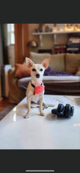 ROSE -  Chihuahua Dog for Adoption in Branford, Connecticut - ROSE | PetCurious