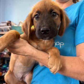 Spice -  Mixed Breed Dog for Adoption in Wahiawa, Hawaii - Spice | PetCurious