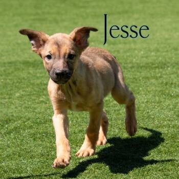 German Shepherd Dog and Mixed Breed Dogs Available for Adoption in Parkersburg, West Virginia - Jesse | PetCurious