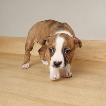 Pit Bull Terrier Dogs Available for Adoption - Souffle D68145 | PetCurious