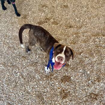Rescue Pit Bull Terrier and Mixed Breed Dogs for Adoption in Union, Missouri - Fawny DI 4 | PetCurious