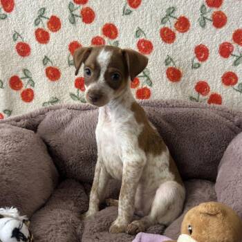 IONE -  Chihuahua and Cattle Dog Dog for Adoption in Chico, California - IONE | PetCurious