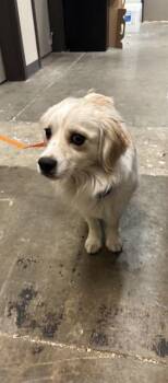 BEETLEJUICE - ADOPTION PENDING -  Cardigan Welsh Corgi Dog for Adoption in Ontario, California - BEETLEJUICE - ADOPTION PENDING | PetCurious