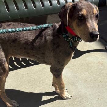 Daisy Mae -  Catahoula Leopard Dog and Mixed Breed Dog for Adoption in Chicago, Illinois - Daisy Mae | PetCurious