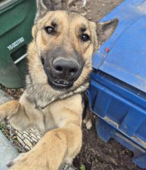 BROWN EYES -  German Shepherd Dog Dog for Adoption in San Antonio, Texas - BROWN EYES | PetCurious