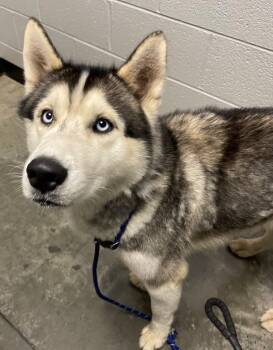 Bolt -  Husky Dog for Adoption in Henderson, North Carolina - Bolt | PetCurious