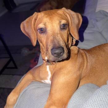 Jolene -  Labrador Retriever and Mixed Breed Dog for Adoption in Hobe Sound, Florida - Jolene | PetCurious