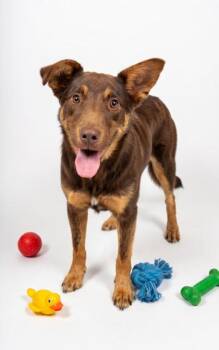 Labrador Retriever and Mixed Breed Dogs Available for Adoption in Bowling Green, Kentucky - Truffle | PetCurious