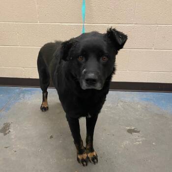 Mixed Breed Dogs Available for Adoption in Memphis, Tennessee - Augusta | PetCurious