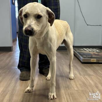 Labrador Retriever Dogs Available for Adoption - James Earl Bones | PetCurious