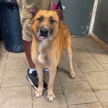 Gunther -  Mixed Breed Dog for Adoption in Huntington, West Virginia - Gunther | PetCurious
