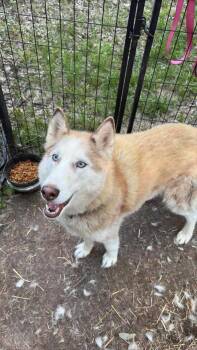 Rescue Siberian Husky Dogs for Adoption in Lexington, Missouri - Lucy | PetCurious