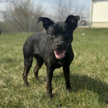 Ramona -  Mixed Breed Dog for Adoption in Marshalltown, Iowa - Ramona | PetCurious