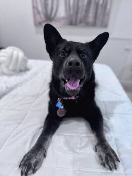 Rescue Mixed Breed Dogs for Adoption in Chamblee, Georgia - Chow Mein - IN FOSTER | PetCurious