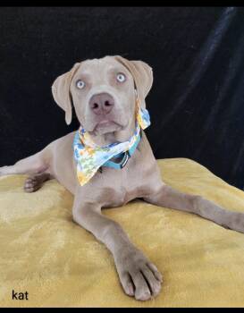Silver lab, Silver labs -  Labrador Retriever and Weimaraner Dog for Adoption in Mount Laurel Township, New Jersey - Silver Lab, Silver Labs | PetCurious