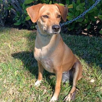 Beagle Dogs Available for Adoption - Fanny The Tripod | PetCurious