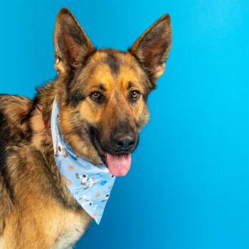 German Shepherd Dog Dogs Available for Adoption - CHICKPEA | PetCurious