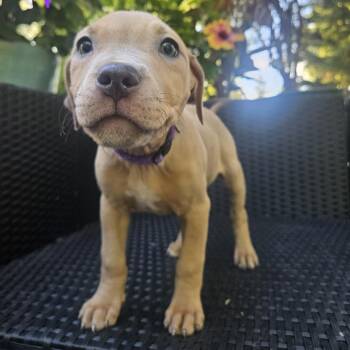 Purple Girl -  Pit Bull Terrier Dog for Adoption in Northbrook, Illinois - Purple Girl | PetCurious