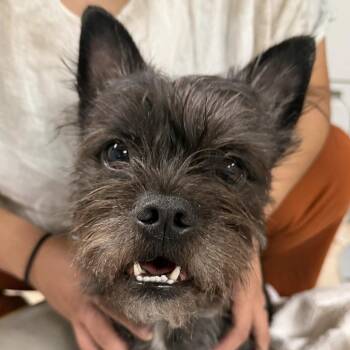 Luke -  Mixed Breed Dog for Adoption in Saint Charles, Missouri - Luke | PetCurious