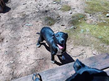 Rescue Pit Bull Terrier and Rottweiler Dogs for Adoption in Rutherfordton, North Carolina - Male Pitweiler (Courtesy Post) | PetCurious