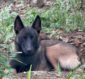 Belgian Shepherd Malinois Dogs Available for Adoption in Lockhart, Texas - Kiska | PetCurious
