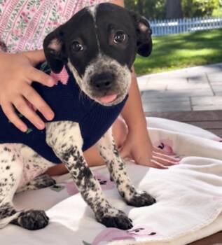 Tarragon -  Pointer and Terrier Dog for Adoption in Saugus, Massachusetts - Tarragon | PetCurious