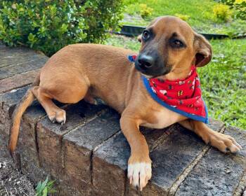 Chihuahua and Terrier Dogs Available for Adoption - Outgoing OZZIE - A Little Friend To Everyone! | PetCurious