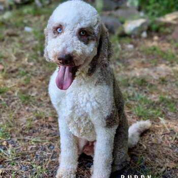 Standard Poodle Dogs Available for Adoption in Tyrone, Georgia - Buddy 05-2842 | PetCurious