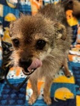 Kit Yrly 345 -  Chihuahua Dog for Adoption in Sidney, Ohio - Kit Yrly 345 | PetCurious
