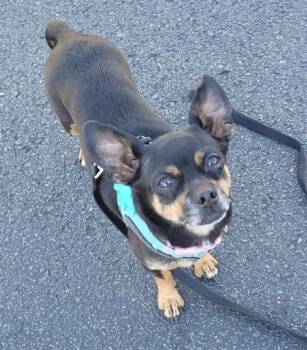 Luissa / Mama Lu - (2 Years Old) -  Mixed Breed and Chihuahua Dog for Adoption in Albany, New York - Luissa / Mama Lu - (2 Years Old) | PetCurious
