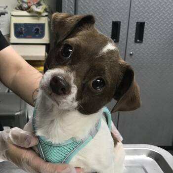 Buddy -  Chihuahua Dog for Adoption in Newark, New Jersey - Buddy | PetCurious