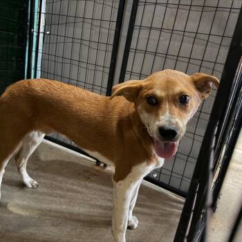 Jonny -  Labrador Retriever Dog for Adoption in Birmingham, Alabama - Jonny | PetCurious