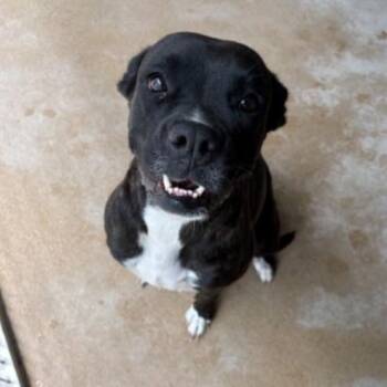 Darlene -  Boxer and Mixed Breed Dog for Adoption in Corpus Christi, Texas - Darlene | PetCurious