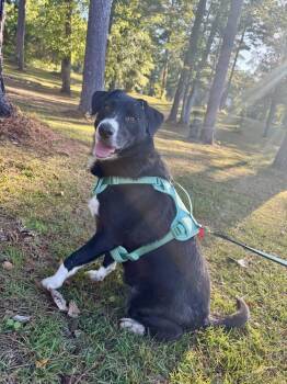 Rescue Australian Shepherd and Labrador Retriever Dogs for Adoption in Troy, Alabama - Pepper | PetCurious