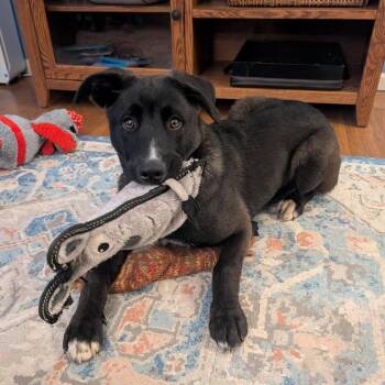 Shepherd and Mixed Breed Dogs Available for Adoption in Overland Park, Kansas - Smoke | PetCurious