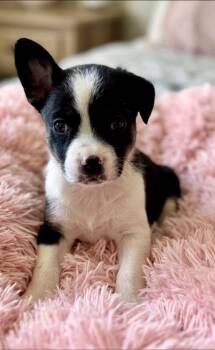 Posie -  French Bulldog and American Eskimo Dog Dog for Adoption in Rockwall, Texas - Posie | PetCurious