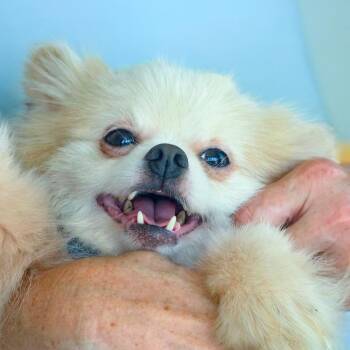 Groot -  Pomeranian Dog for Adoption in Chapel Hill, North Carolina - Groot | PetCurious