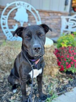 Rescue Black Labrador Retriever and Terrier Dogs for Adoption in Aiken, South Carolina - Riley | PetCurious