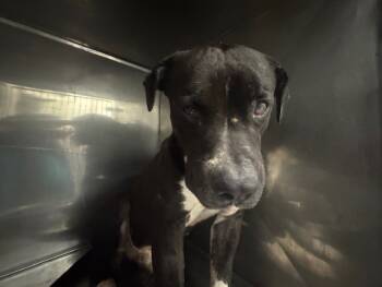 Rescue Terrier and Mixed Breed Dogs for Adoption in Doral, Florida - THEO | PetCurious