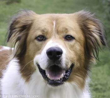 Rescue Great Pyrenees and Spaniel Dogs for Adoption in Nashville, Tennessee - Tony | PetCurious