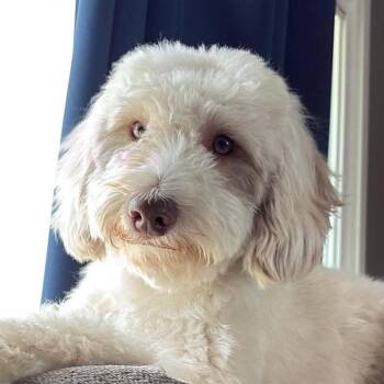 Wally -  Australian Shepherd and Miniature Poodle Dog for Adoption - Wally | PetCurious