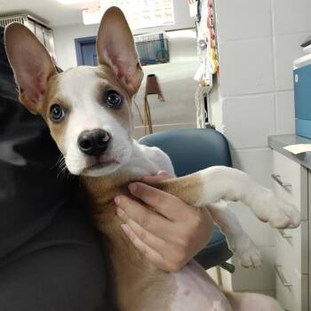 RICKY -  Husky and American Staffordshire Terrier Dog for Adoption in Tallahassee, Florida - RICKY | PetCurious